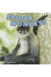Spider Monkeys