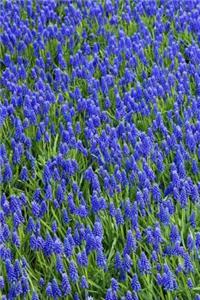 Mind Blowing Blue Bonnets Journal
