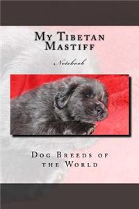 My Tibetan Mastiff