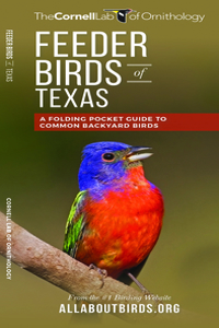 Feeder Birds of Texas