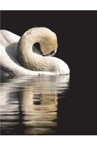 Swan Swans Water Bird Birds White Feather Plumage Wild Beautiful Wing Beak Fly