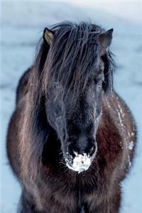 Black Icelandic Horse Journal