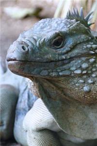 Grand Cayman Blue Iguana Lizard Journal