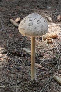 Macrolepiota Pocera Parasol Mushroom in the Forest Journal