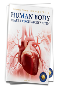 Human Body - Heart And Circulatory System: Knowledge Encyclopedia For Children