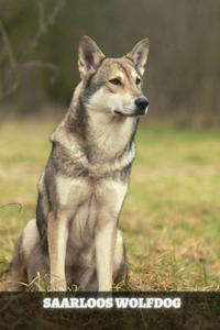 Saarloos Wolfdog