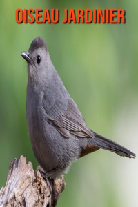 Oiseau Jardinier