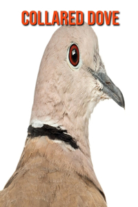 Collared Dove