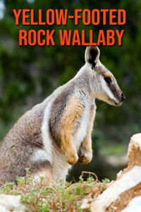 Yellow-Footed Rock Wallaby