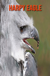 Harpy Eagle