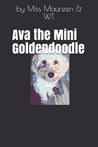 Ava the Mini Goldendoodle