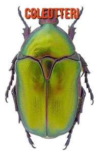Coleotteri