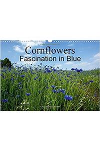 Cornflowers Fascination in Blue 2017