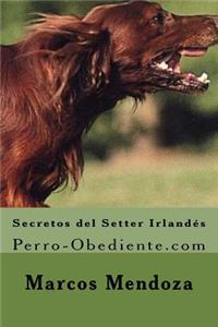 Secretos del Setter Irlandes