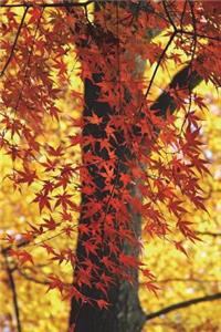 The Maple Tree Journal: 150 Page Lined Notebook/Diary