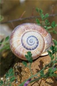 Spiral Snail Shell Journal