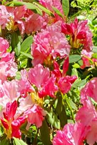 Pink Rhododendron Blooms Journal