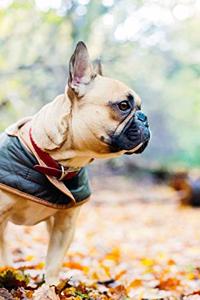 French Bulldogs Dog Pup Puppy Doggie Notebook Bullet Journal Diary Composition Book Notepad - Walking In Forest