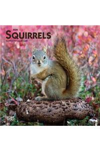 Squirrels 2020 Mini 7x7