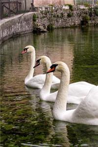 Three White Swans in a Row in a Rome, Italy Fountain Journal