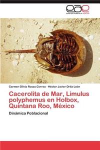 Cacerolita de Mar, Limulus Polyphemus En Holbox, Quintana Roo, Mexico
