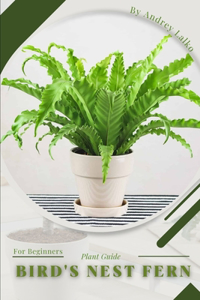Bird's Nest Fern