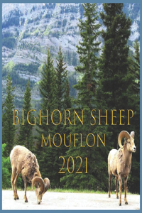 mouflon 2021
