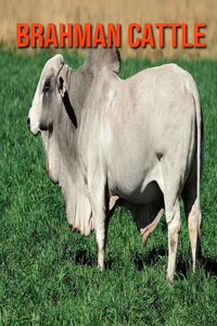 Brahman Cattle