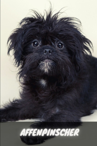 Affenpinscher