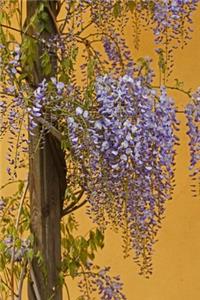 Blue Rain Creeper in the Garden Journal