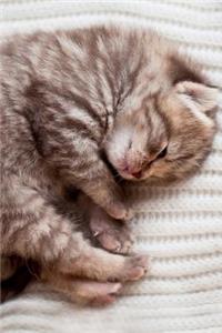 British Kitten April Notebook & Journal. Productivity Work Planner & Idea Notepad: Brainstorm Thoughts, Self Discovery, to Do List