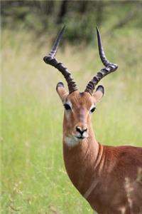 The Eland Antelope Journal