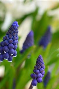 Grape Hyacinth Blooming Journal