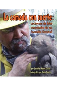 Camada Con Suerte: Cachorros de Lobo Rescatados de Un Incendio Forestal (Lucky Litter, The: Wolf Pups Rescued from Wildfire)