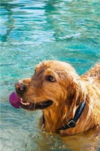 Golden Retriever Dog Pup Puppy Doggie Notebook Bullet Journal Diary Composition Book Notepad - Playing in Water