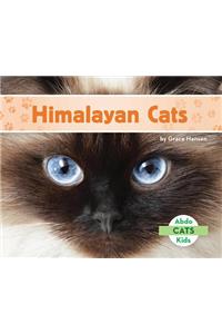Himalayan Cats