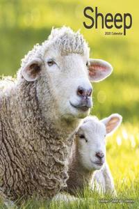 Sheep Calendar 2020