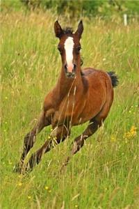 Sweet Brown Foal with White Markings Baby Horse Journal
