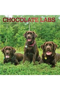 Labrador Retrievers, Chocolate 2020 Square Foil