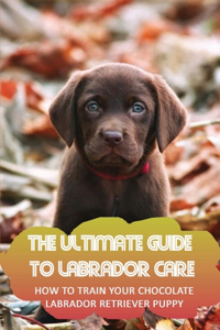The Ultimate Guide To Labrador Care