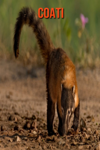 Coati