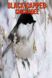 Black-Capped Chickadee