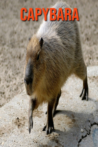 Capybara