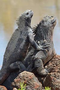 Galapagos Marine Iguanas Basking in the Sun Journal