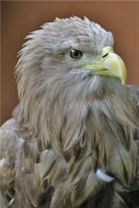 White Tailed Eagle Portrait Journal