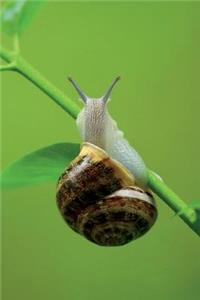 Snail on a Leaf Journal