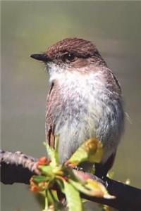Eastern Phoebe Bird Journal