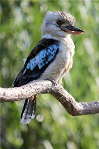 Blue Winged Kookaburra Australian Bird Journal