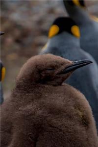 Adorable Furry Brown Juvenile King Penguin Journal