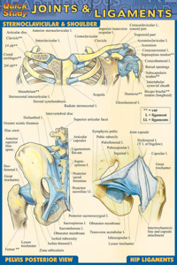 Joints & Ligaments